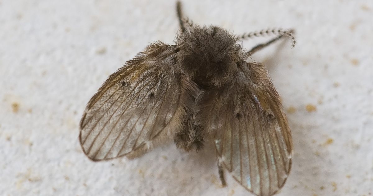 Wc Insect WC-motmug gekozen tot insect van het jaar; ideale geurvreter en ...