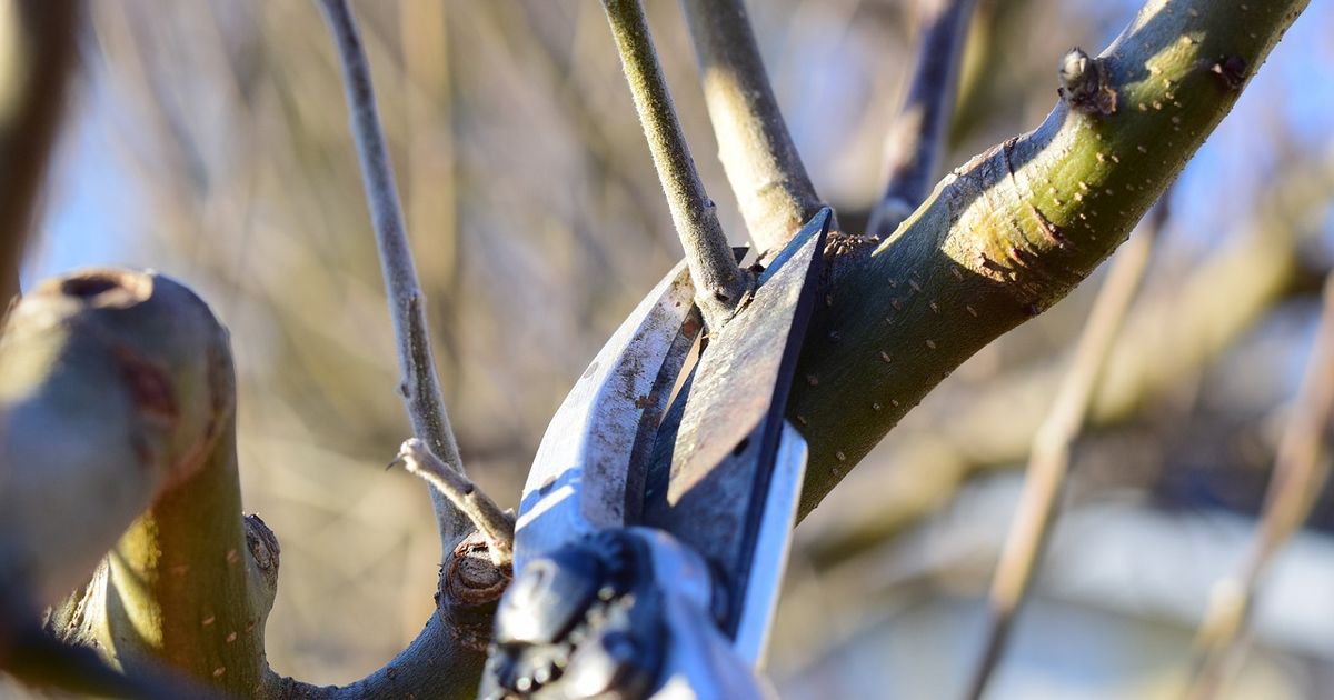 Overlast Door Overhangende Takken Gemeentelijke Bomen Leidt Tot Zaak overlast-door-overhangende-takken-gemeentelijke-bomen-leidt-tot-zaak