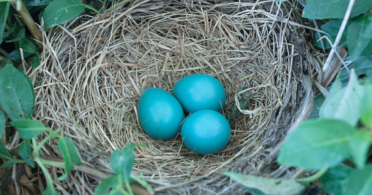 Leggen alle vogels wel een ei in mei?