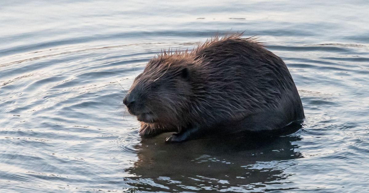 Bevers spotten met IVN RijnWaal op 21 augustus