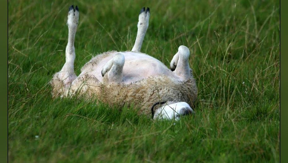 Informatief: Schaap op de rug? Zet ‘m rechtop!