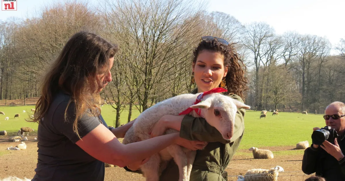 Rachel Rosier heeft het 1e lammetje van de Rhedense Schaapskudde ...