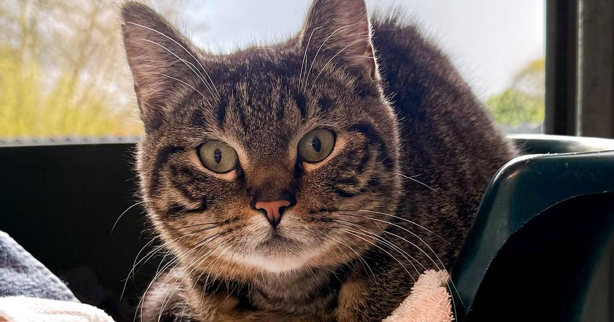 Huisdier van de Week: Bibble