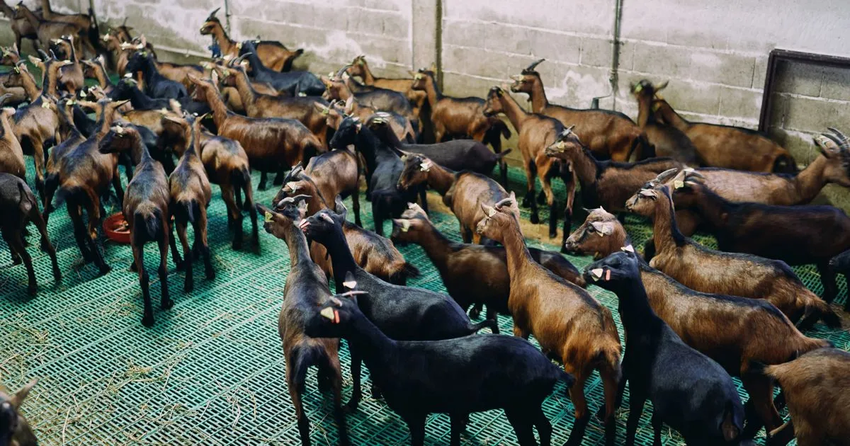 Dozens of Chronic Q Fever Cases Found in Research