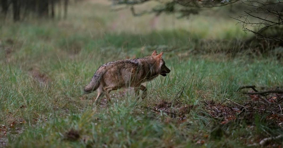 Provincie Utrecht: wolf op Utrechtse Heuvelrug doodgeschoten
