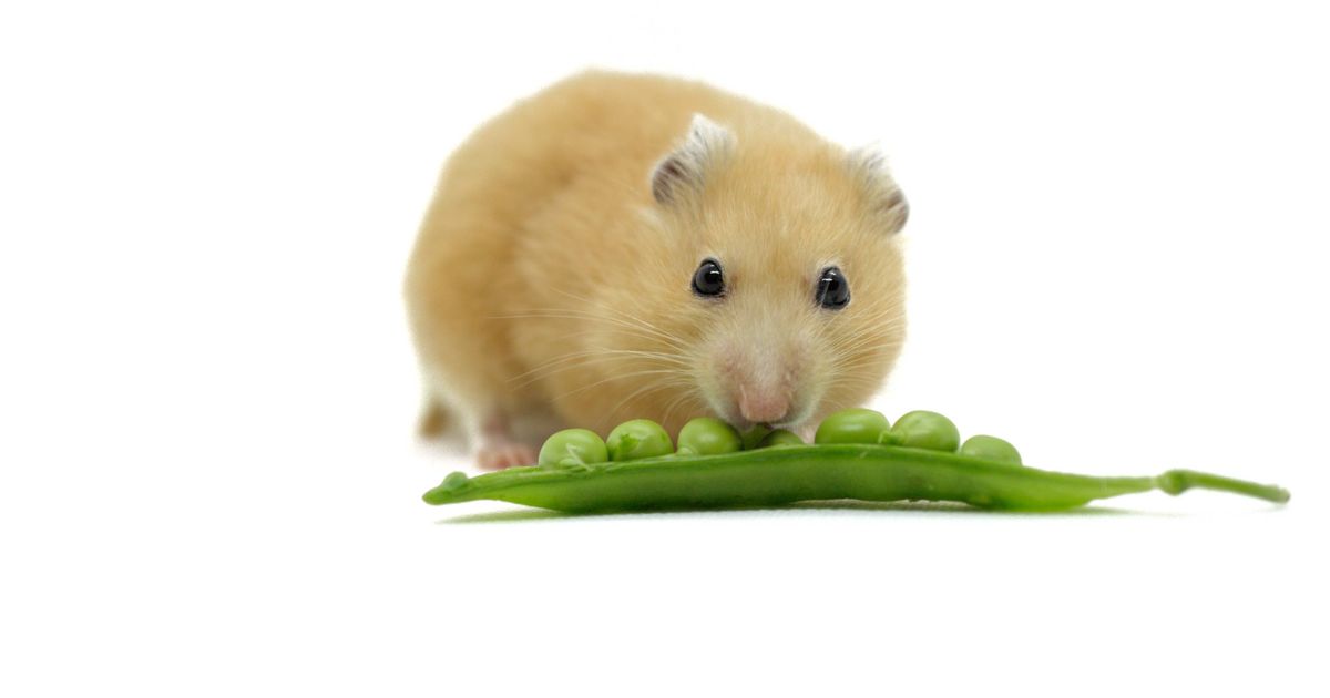 Dode muis in Jumbo-sperziebonen | DDS