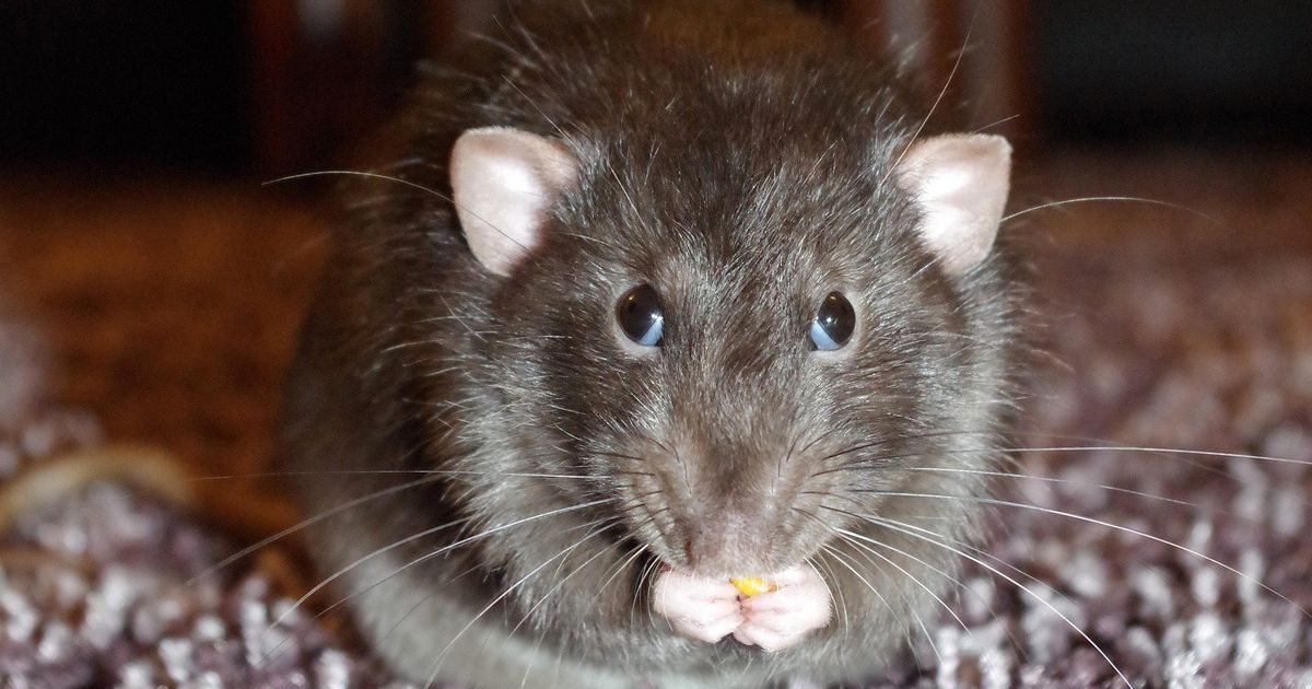 Divi Ratten CDA stelt vragen over rattenoverlast in Overvecht, Kanaleneiland en ...