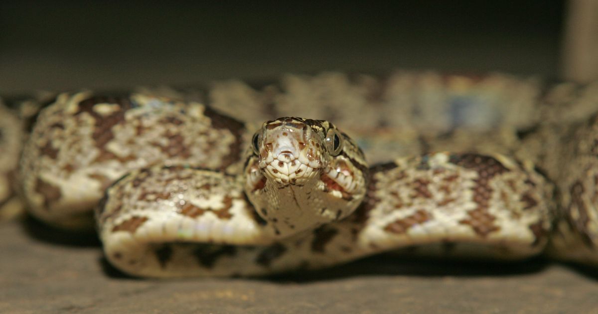 6 Meter Python 6,5 meter lange python wurgt en slokt volwassen vrouw op in Indonesië