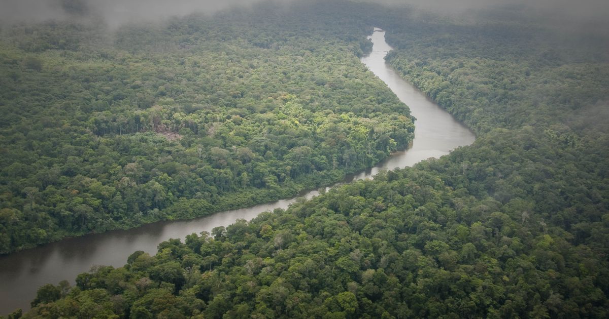 10.000 vierkante kilometer Amazonewoud verdwenen in een jaar tijd