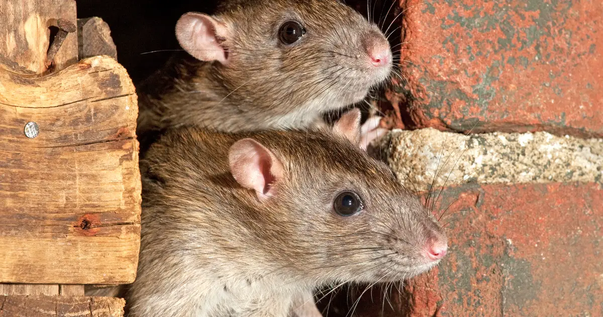 Ratten In Riool Verspreiden de rioolratten van New York een nieuwe variant?
