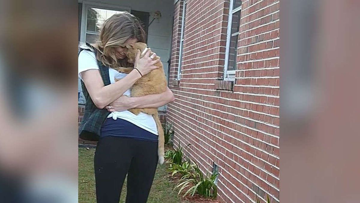 Na 536 dagen vermist te zijn springt de kat in de armen van haar baasje