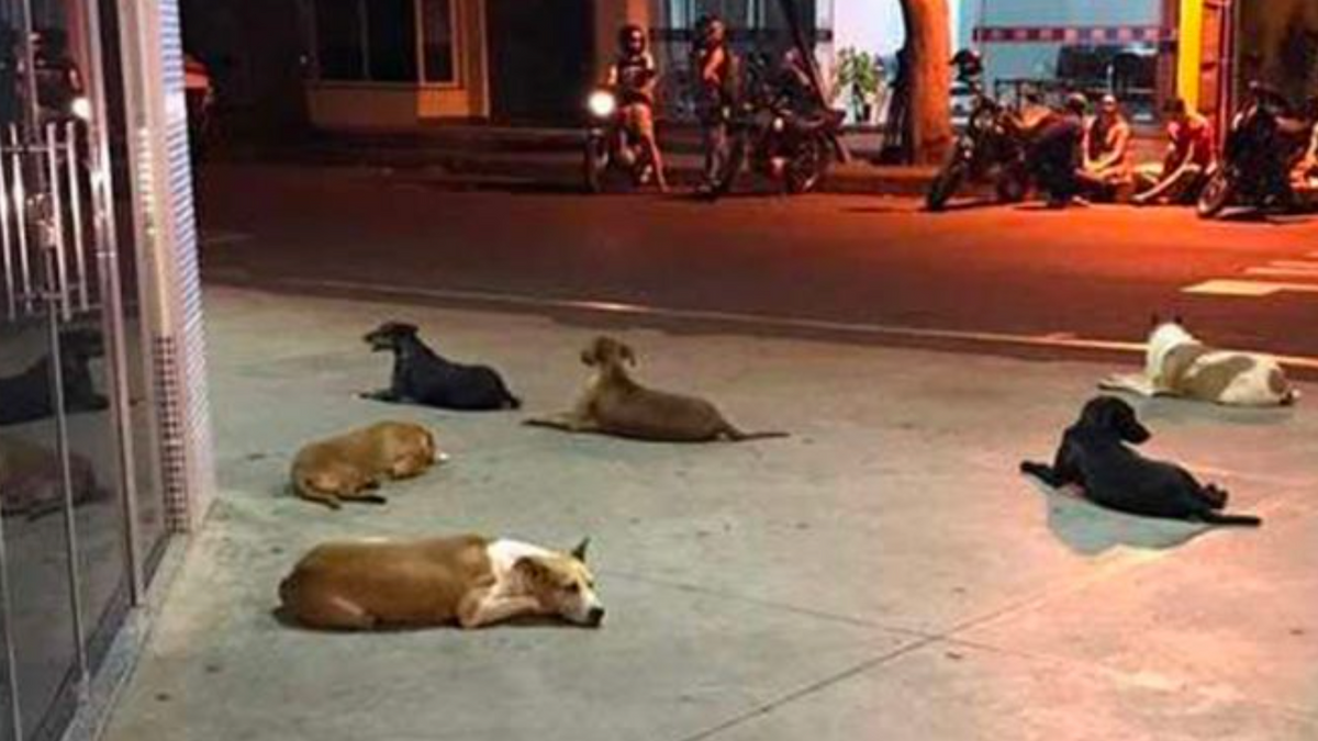 Buiten het ziekenhuis wachten trouwe honden uren op hun dakloze baasje