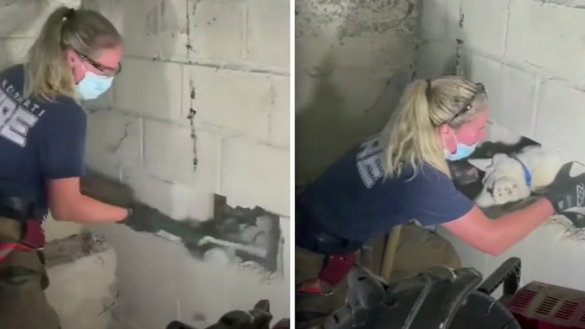 Hond gered uit betonnen muur na 5 dagen vermist te zijn