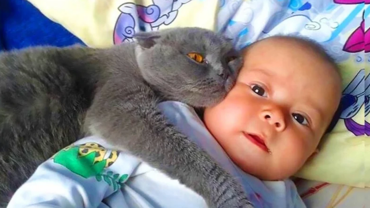 Kat laat baby niet alleen slapen - ouders bellen direct de politie als ze ontdekken waarom