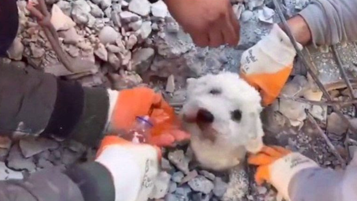 Heldhaftige hond bevrijd na 90 uur begraven te zijn onder het puin van aardbeving in Turkije