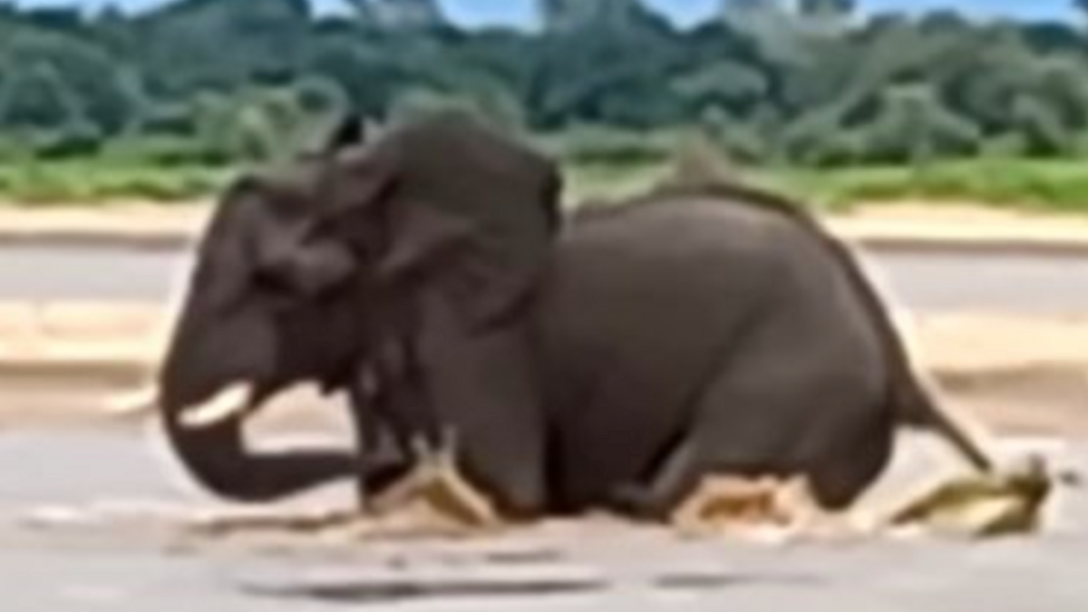 Krokodil bijt in een staart van een olifant, wat er daarna gebeurt had niemand aan zien komen