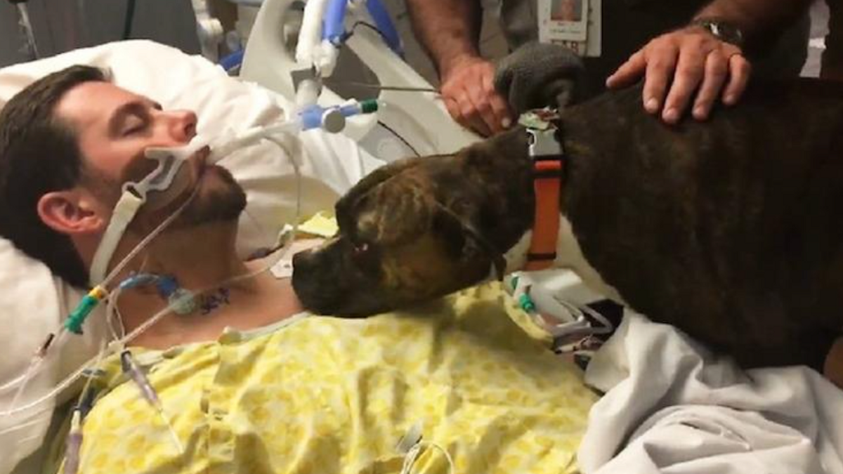Hond naar het ziekenhuis gebracht om afscheid te nemen van haar stervende baasje