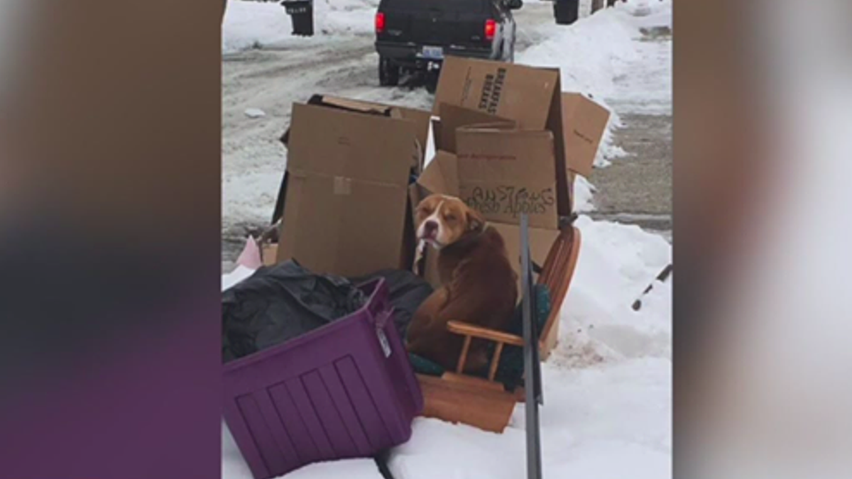 Deze hond werd achtergelaten om te sterven in het vuilnis nadat het gezin was verhuisd, maar hij bleef op hen wachten