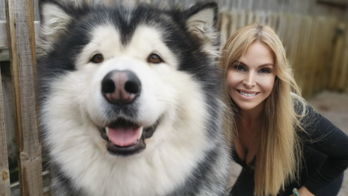 Maak kennis met de gigantische Alaskan Malamute - een van de grootste honden ter wereld
