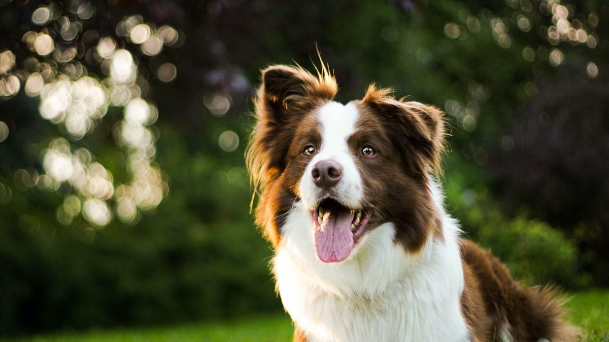 Dit zijn 30 geweldige hondenrassen waar je nog nooit eerder van gehoord hebt
