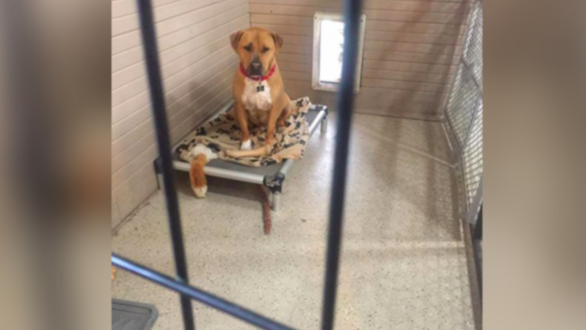 Alle vrienden van deze asielhond werden geadopteerd, maar mensen lieten hem zitten