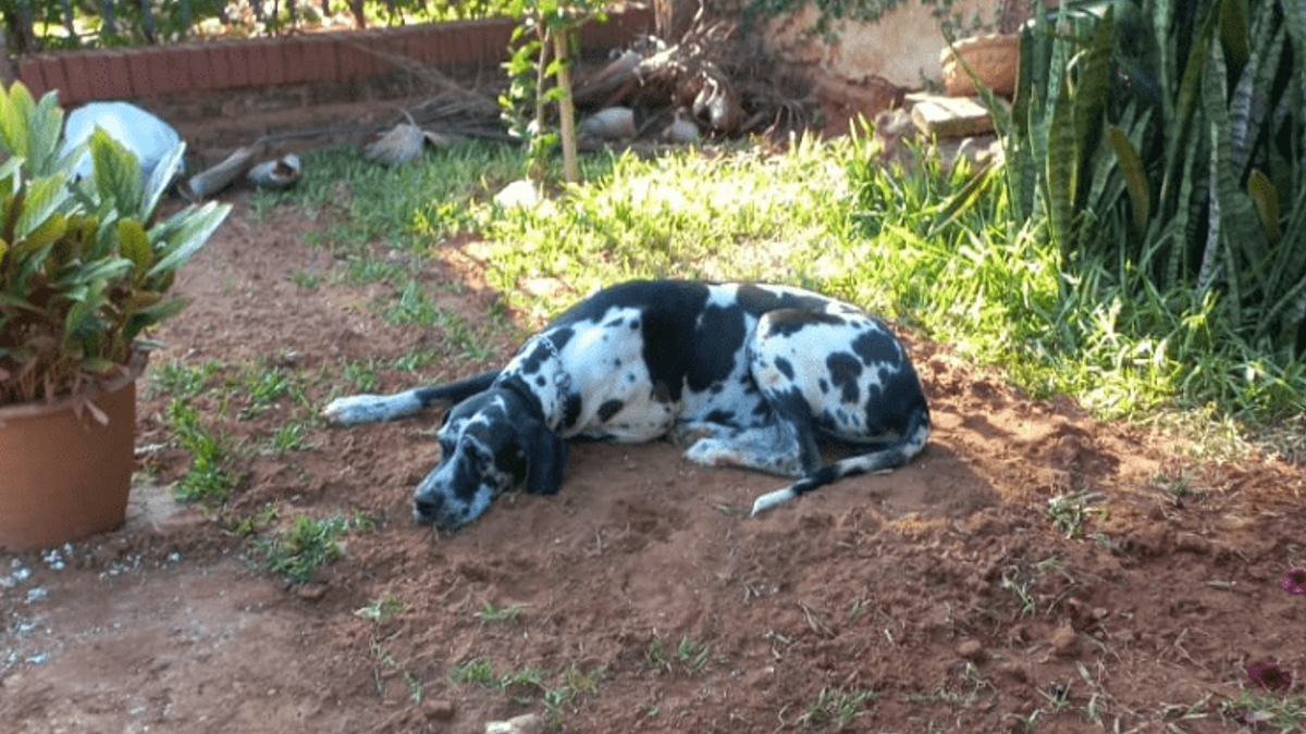 Hond met een gebroken hart brengt een eerbetoon aan zijn dierenvriend door urenlang op zijn graf te liggen