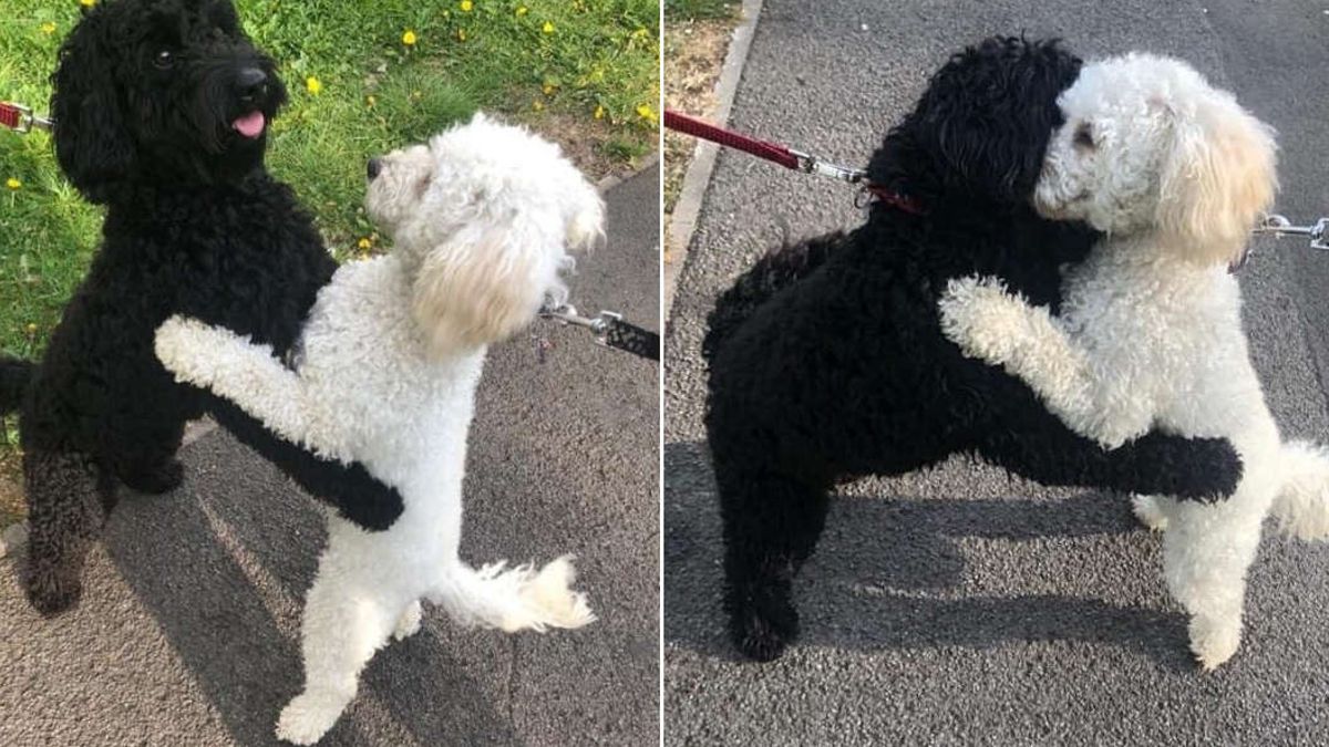 Op straat komen twee hondenbroers en -zussen elkaar tegen nadat ze hebben herkend wie ze zijn