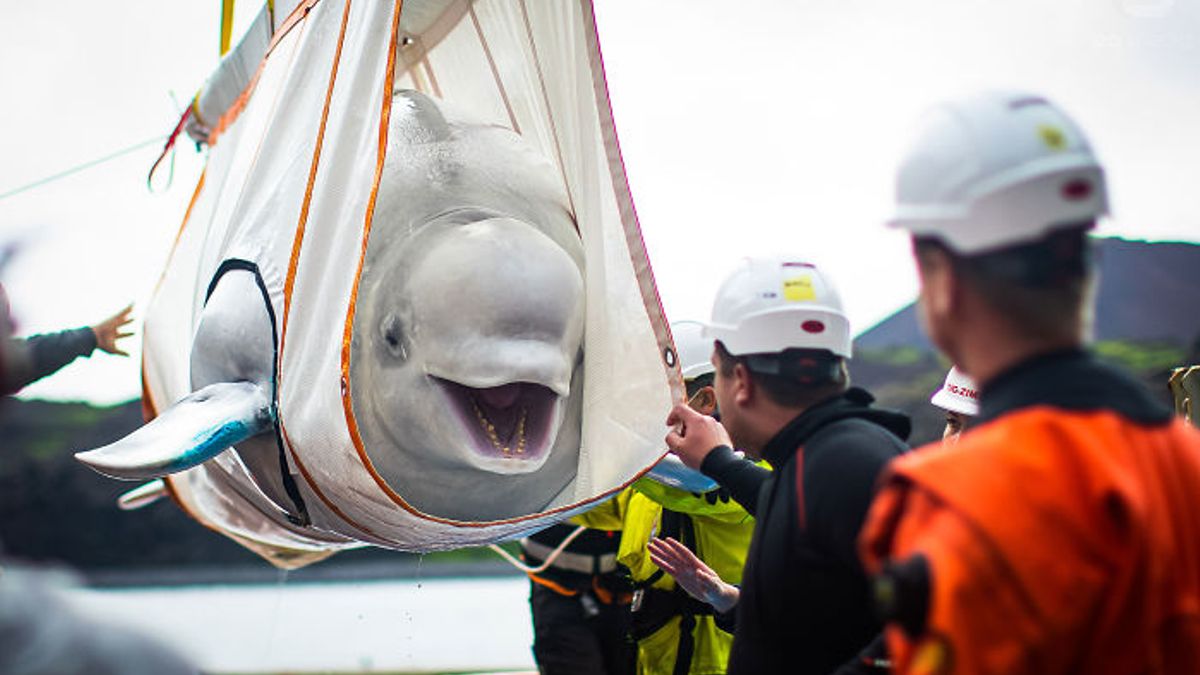 Beluga-walvispaar dat werd gered van een bestaan als showdieren kunnen niet stoppen met glimlachen van vreugde