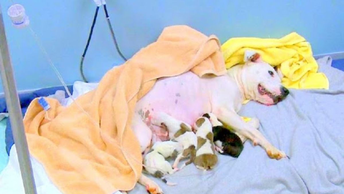 Eigenaar gooit hond uit auto terwijl ze aan het bevallen is, 5 pups sterven en mama hond in kritieke toestand