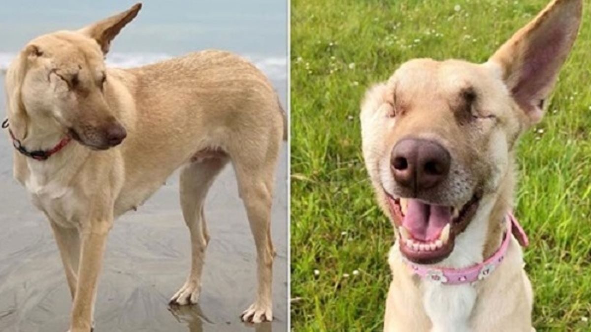 17 keer beschoten, oor afgesneden, verblind en zwanger, maar deze hond is nu op een missie om liefde te verspreiden