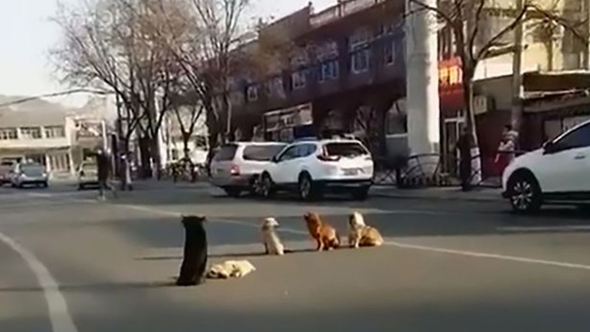 Bestuurder ziet 4 honden de weg blokkeren omdat een van hun vrienden bewusteloos is