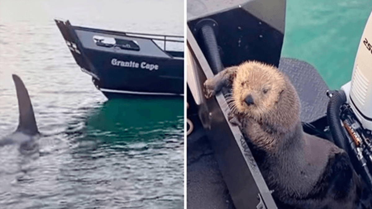 Otter zoekt zijn toevlucht op een boot terwijl hij ternauwernood ontsnapt aan de kaken van een orka!