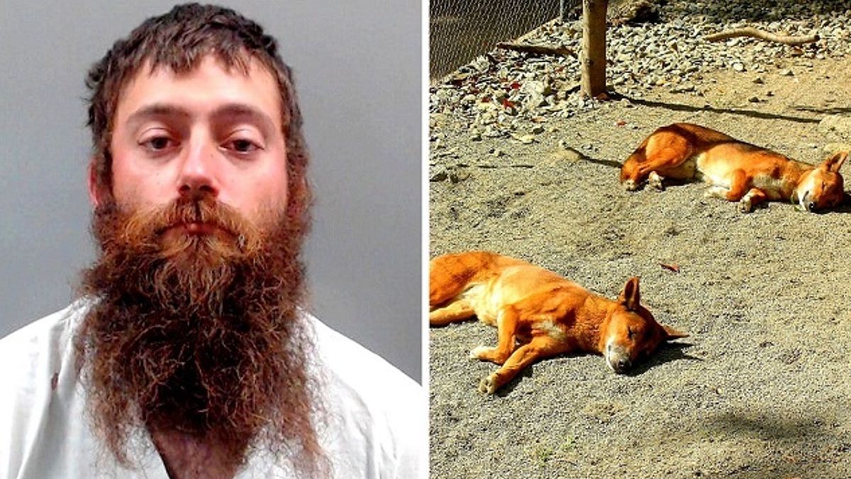 Deze man schoot 12 honden dood en begroef hun lichamen in het bos
