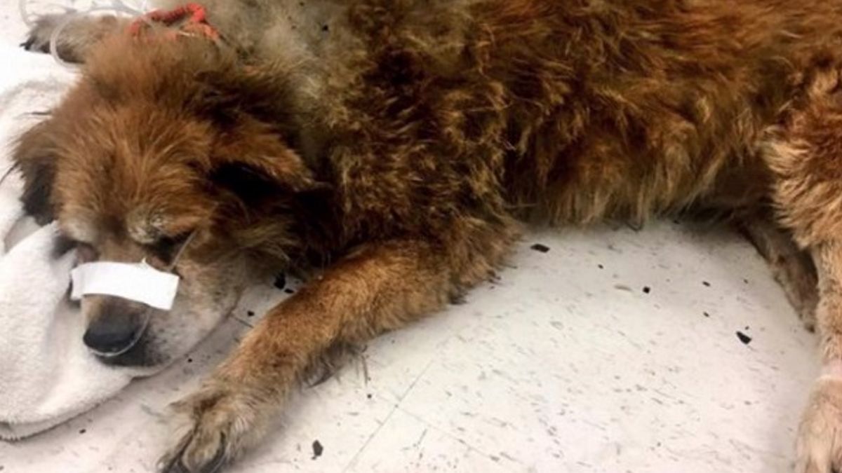 Een hond bleef zolang blaffen totdat de brandweer kwam om het baasje dat in een brandend appartement zat te redden