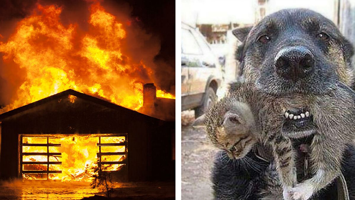 Om een kitten te redden, rende een hond bij een brandend huis naar binnen