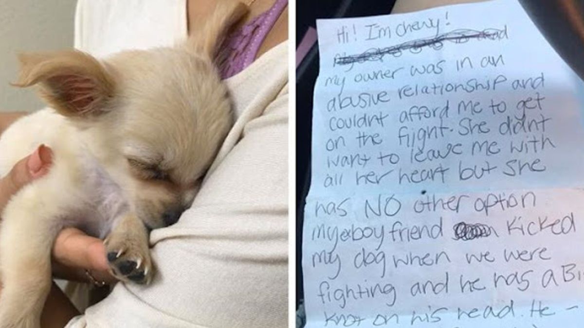 Achtergelaten puppy alleen gevonden op luchthaven met briefje van zijn baasje dat ze geen andere keus had dan hem achter te laten
