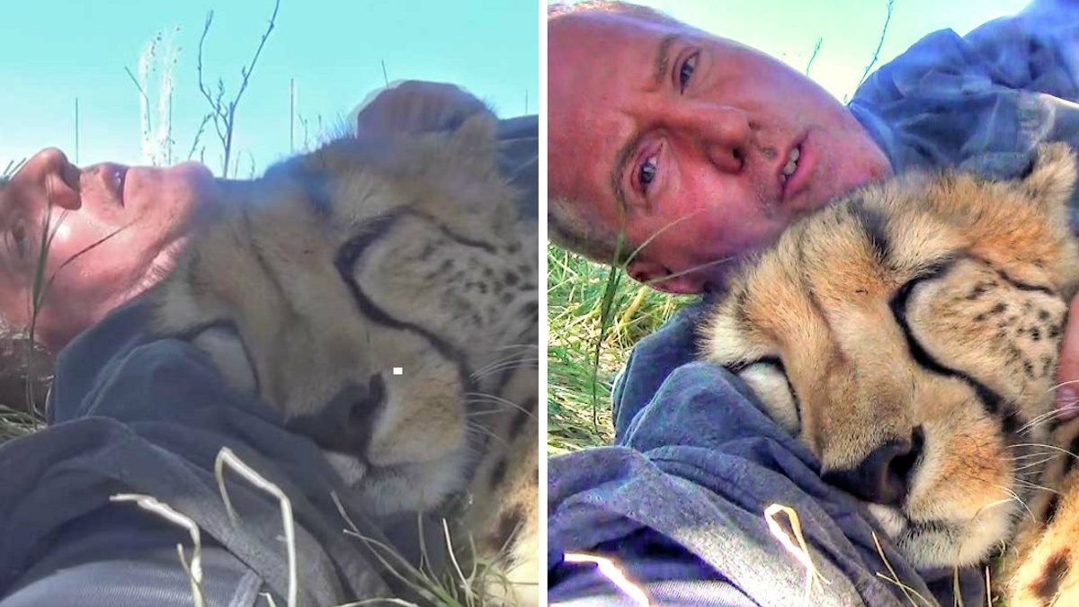 Een natuurfotograaf deed een dutje onder een boom, toen kwam een cheetah bij hem liggen