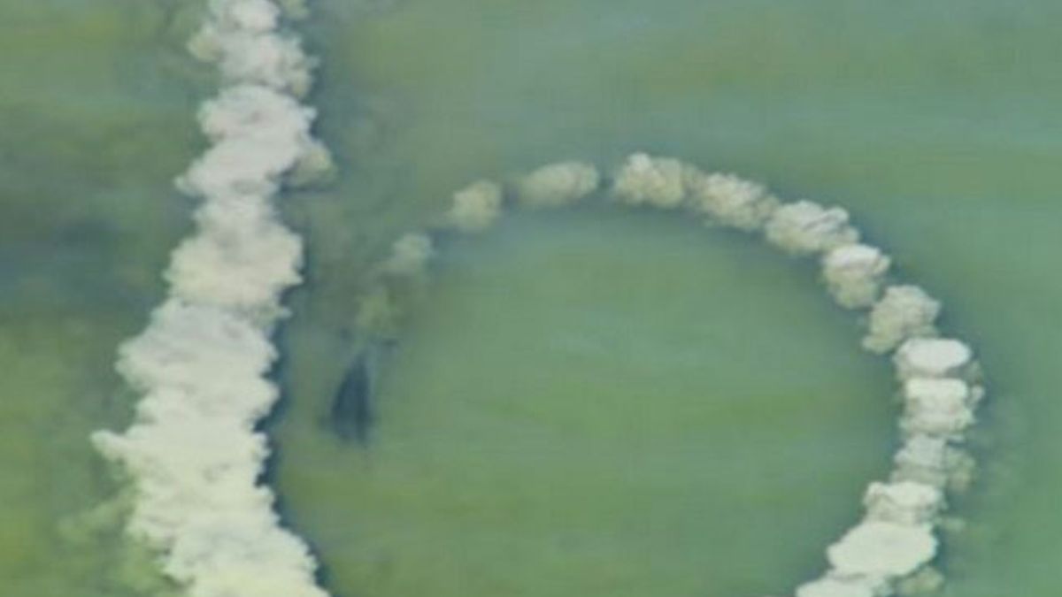 Dolfijn maakt zandcirkel en wacht. Seconden later legt camera verbluffend oceaanfenomeen vast