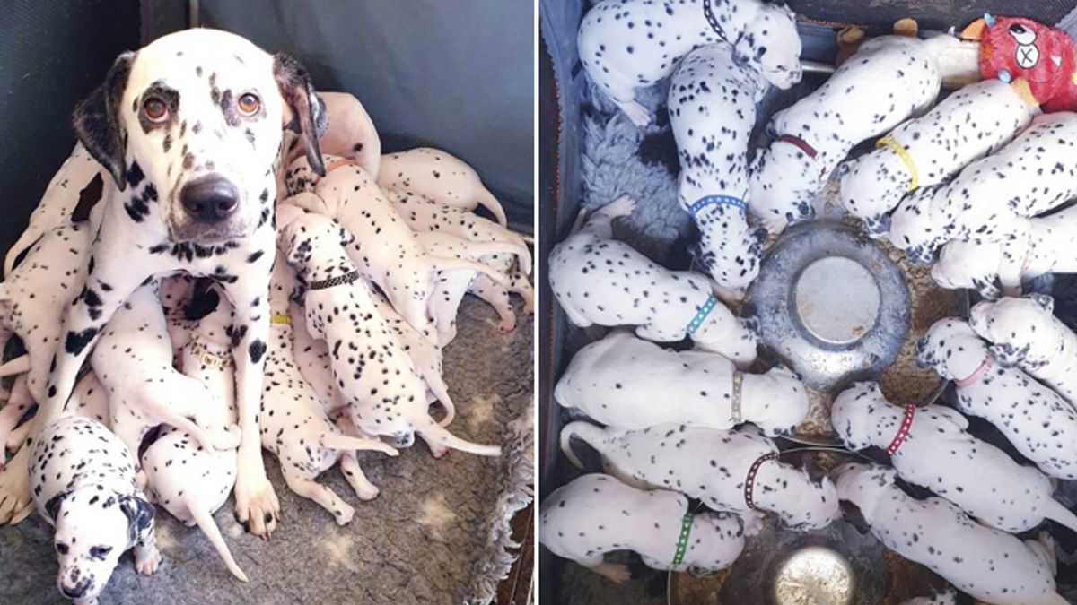 Dalmatiër verwachtte 3 puppy's, maar toen kreeg ze achttien baby's