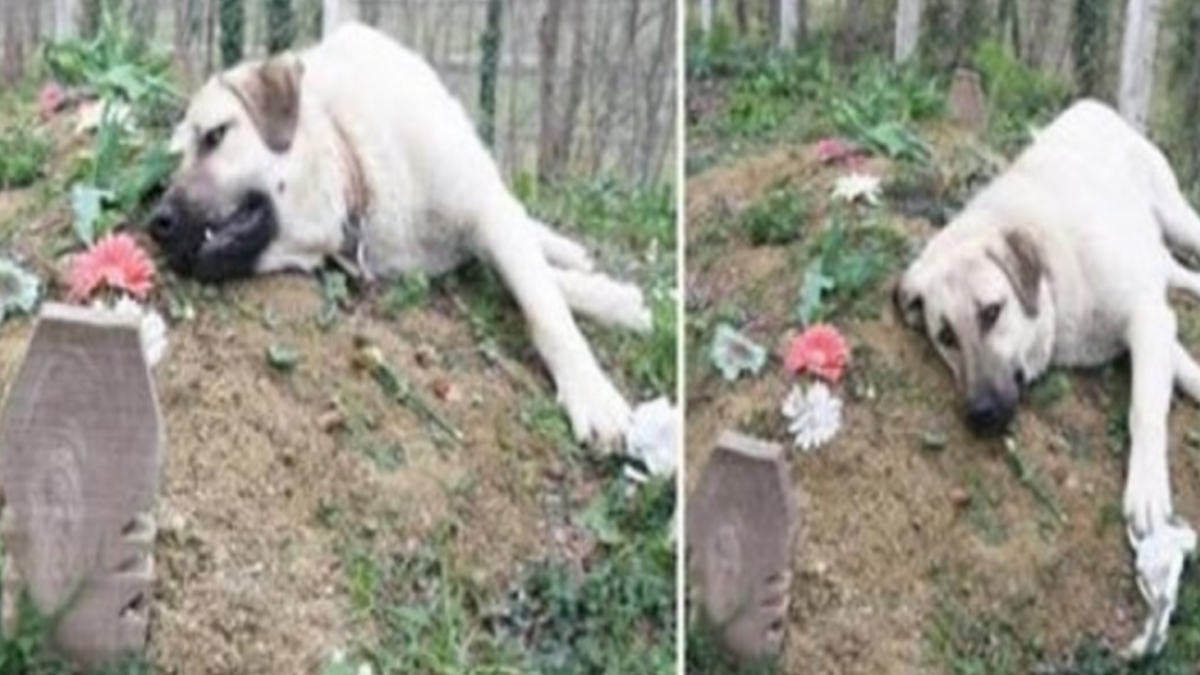 Deze diepbedroefde hond liep elke dag van huis weg om het graf van zijn overleden baasje te bezoeken