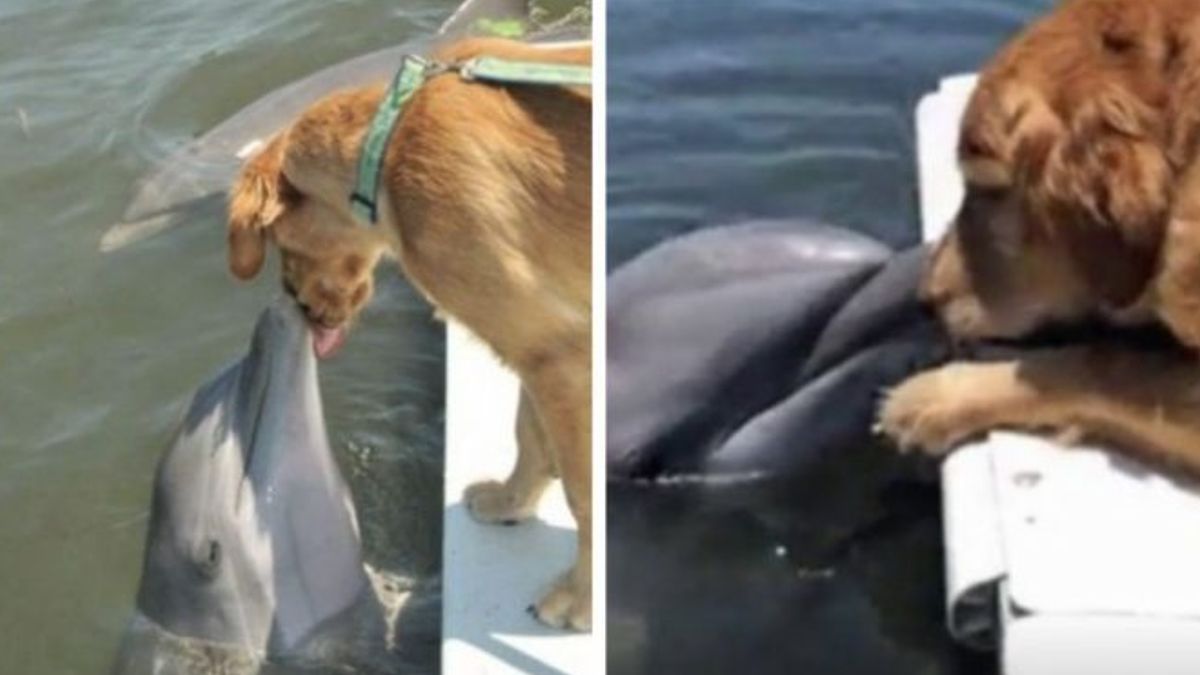 Dolfijn wacht op een schattige hondenkus van zijn golden retriever-vriend, en hun foto gaat het hele internet over