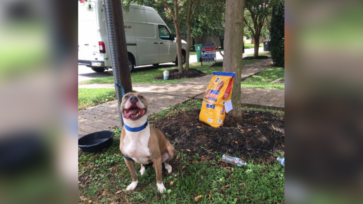 Hond achtergelaten vastgebonden aan bord met zak eten en een droevig briefje