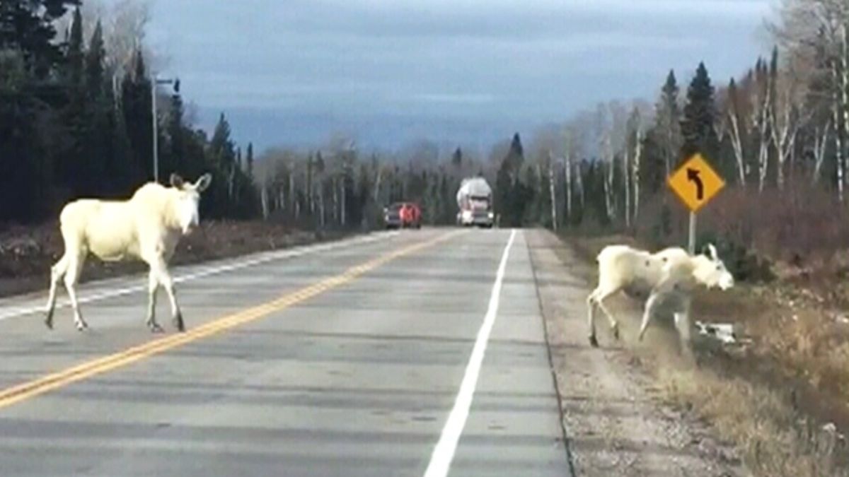 Zeldzaam paar witte Elanden steken de weg over in Canada