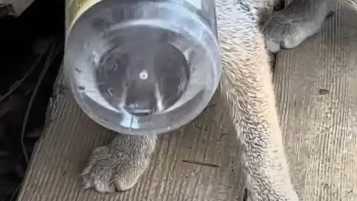 Vrouw probeert kat die vastzit in een glazen fles te redden, maar schrikt zich rot als ze ontdekt wat voor een dier het daadwerkelijk is