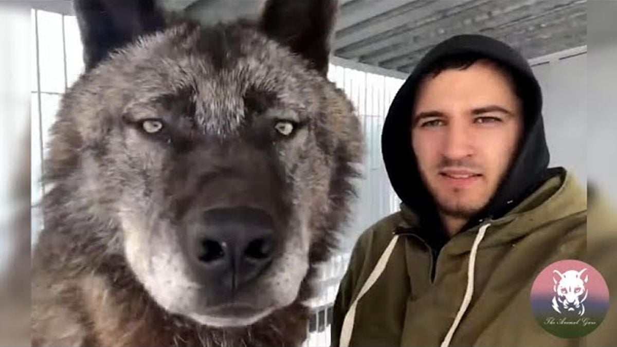 Deze man houdt de grootste wolven ter wereld als huisdier