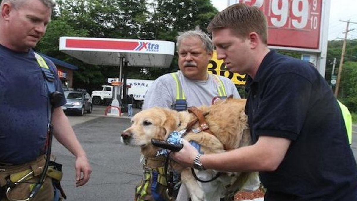 Blindengeleidehond gooit zichzelf voor een bus om zijn blinde baasje te beschermen