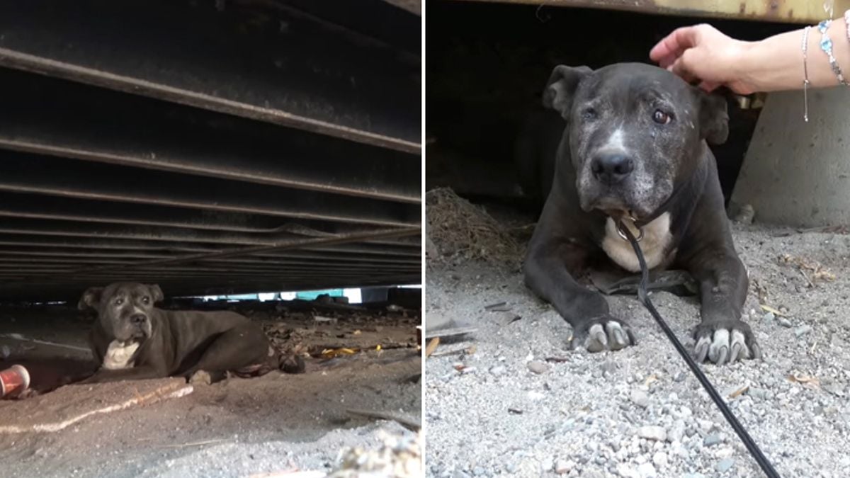 Oude hond die tien jaar onder een container heeft geleefd, is gered