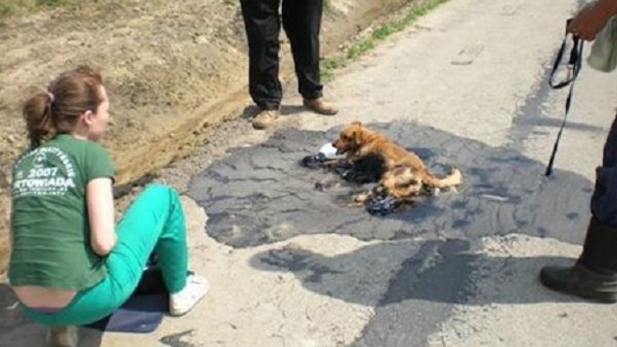 Een hond kwam vast te zitten aan een slecht aangelegde weg die smolt. Maar gelukkig kwamen er mensen langs...