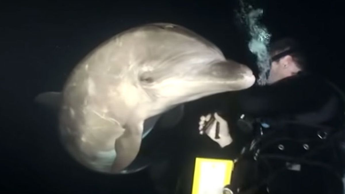 Gewonde Dolfijn benaderde de duiker en smeekte om hulp