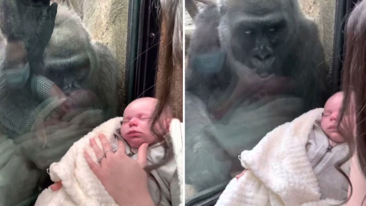 Deze moeder liet haar baby aan een gorilla zien, wat er toen gebeurde is ongelooflijk